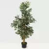 Ficus Tree Plant