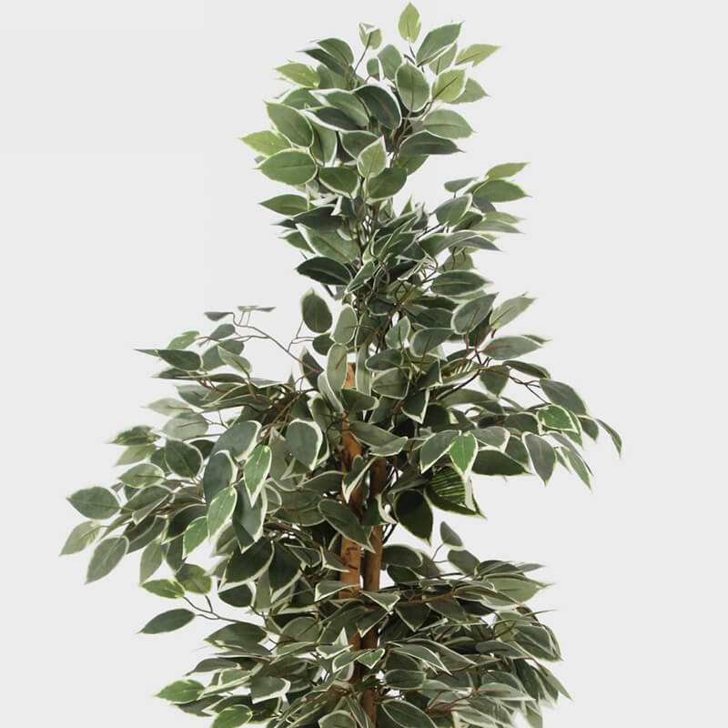 Ficus Tree Plant