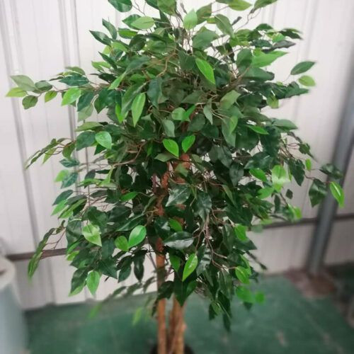 5 Ft Artificial Ficus Tree