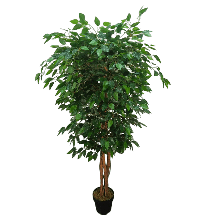 Ficus Plant