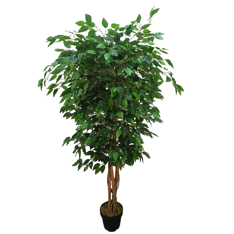 Ficus Plant