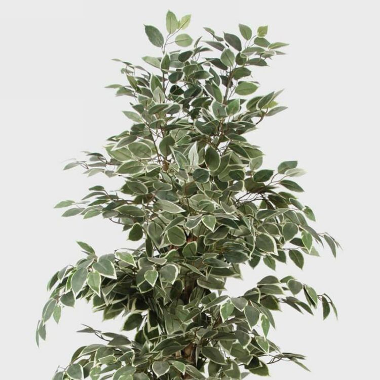 180cm artificial ficus tree