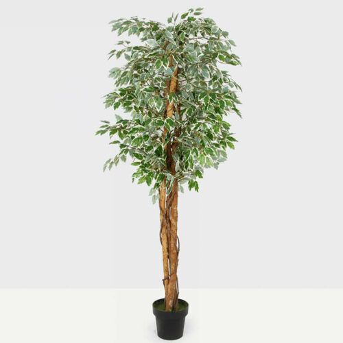 185cm Artificial Ficus Trees