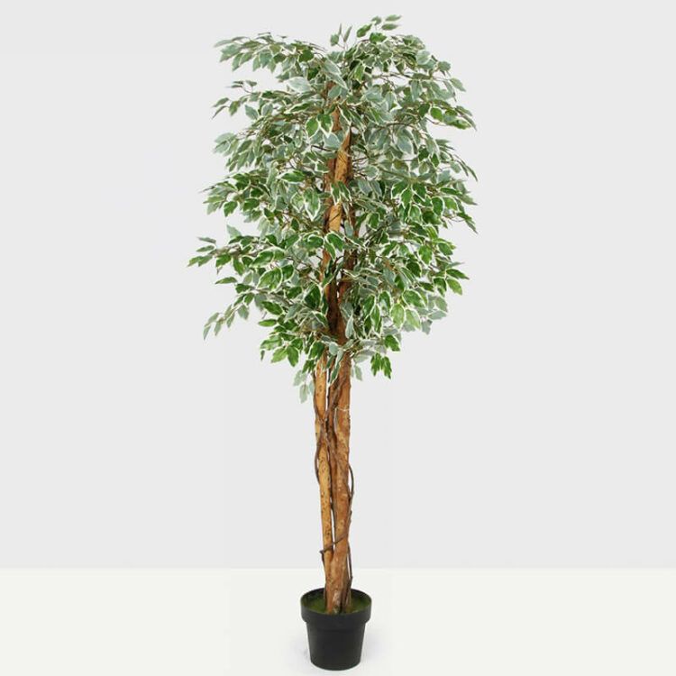 Artificial Ficus Trees