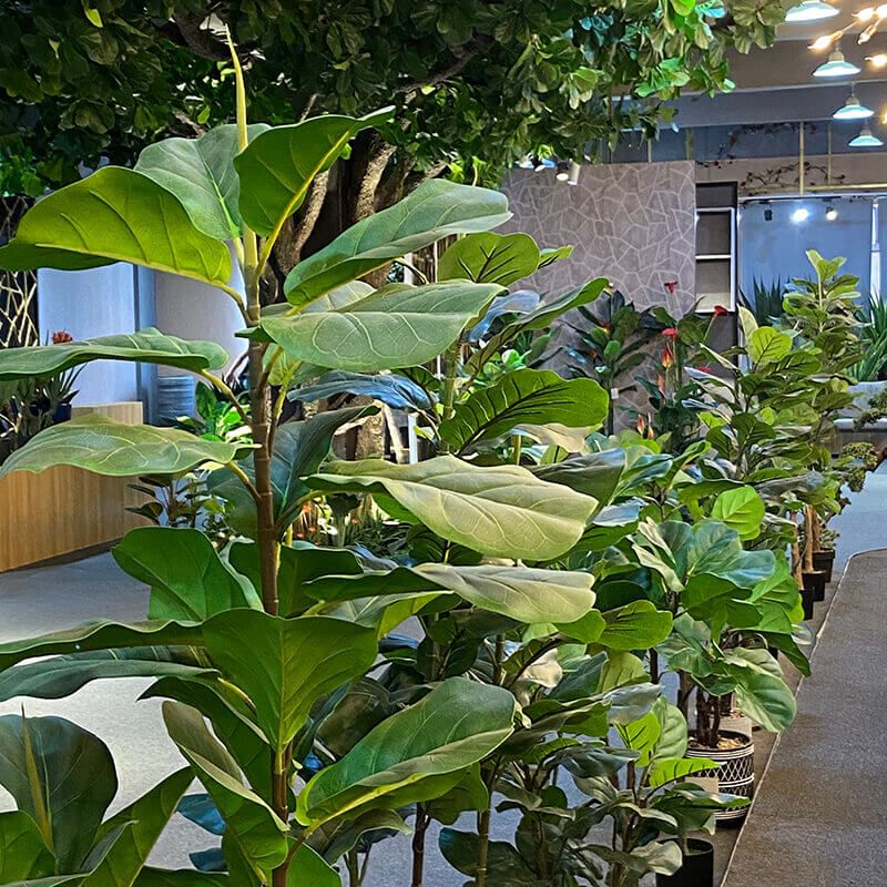 fiddle leaf fig