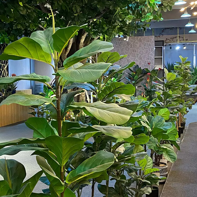 fiddle leaf fig
