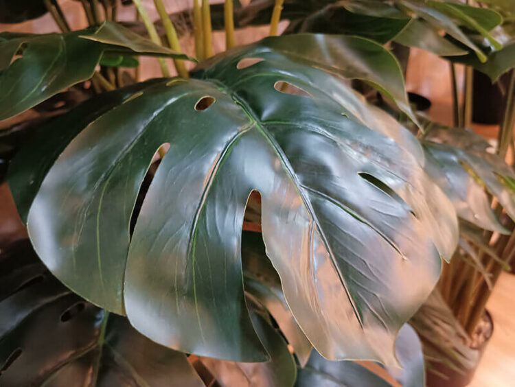 artificial monstera plant