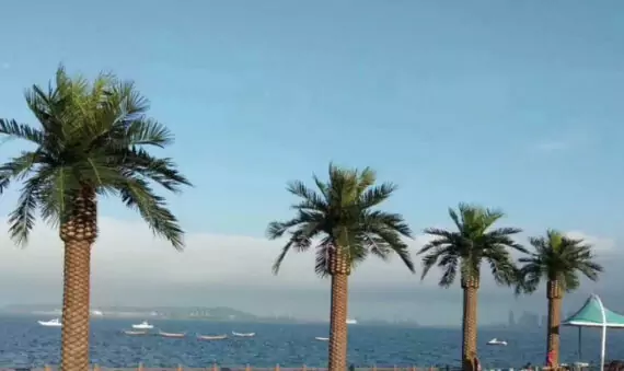 Artificial Seaweed tree