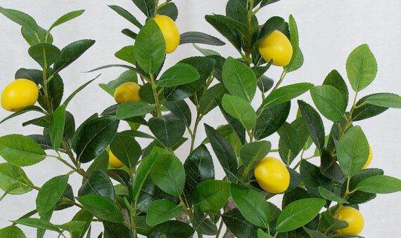 lemon tree