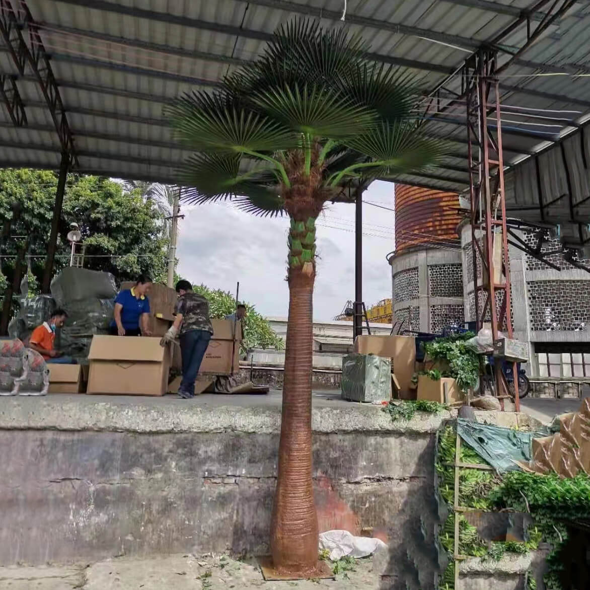 large palm tree