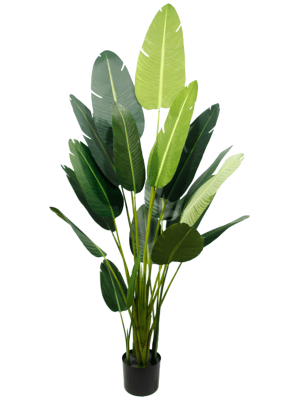 Banana Leaf Plant